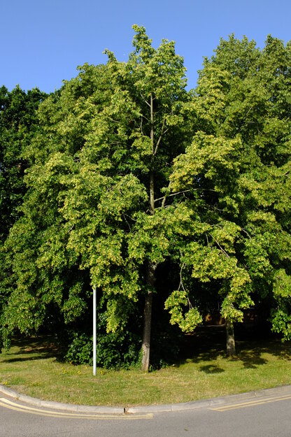 June tree photo