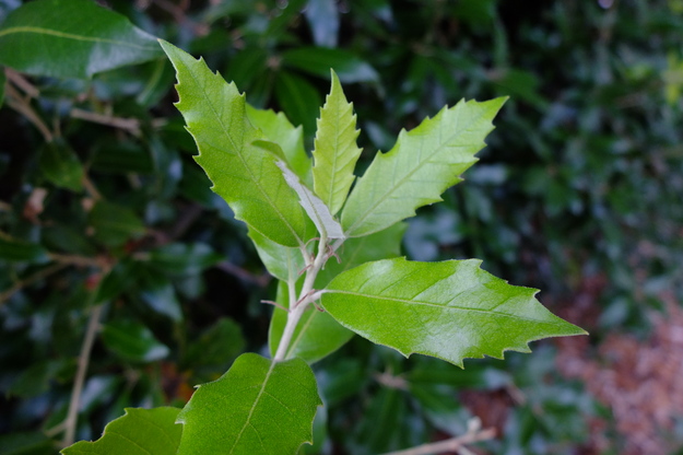 June close-up photo
