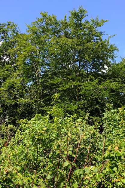 July tree photo