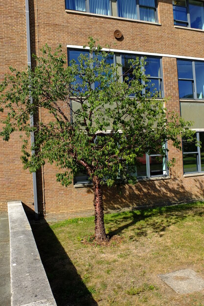 Whiteknights Quad tree photo