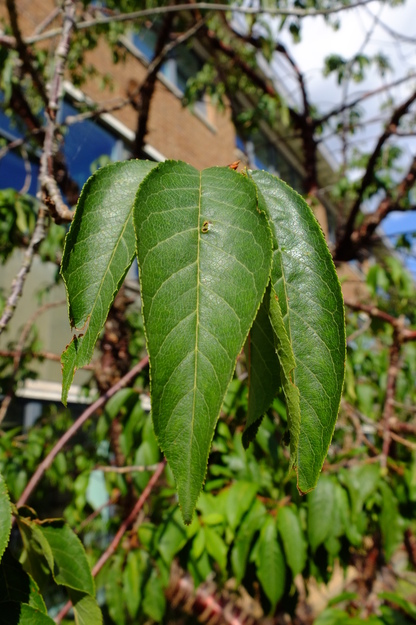 July close-up photo