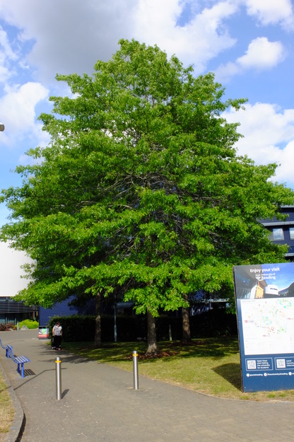 Henley West tree photo