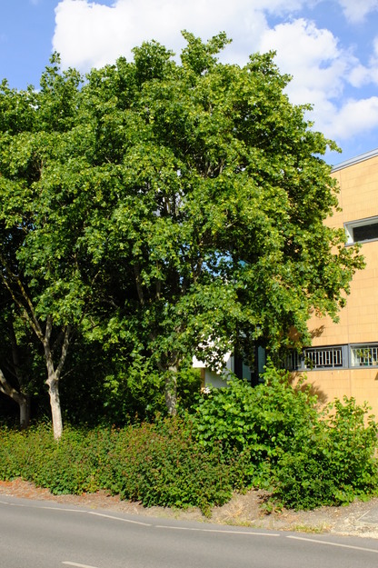 July tree photo