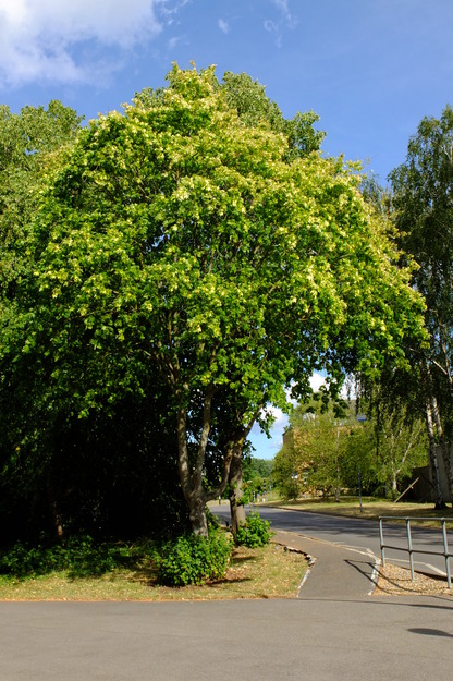 July tree photo