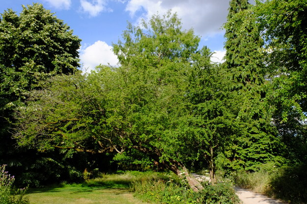 July tree photo