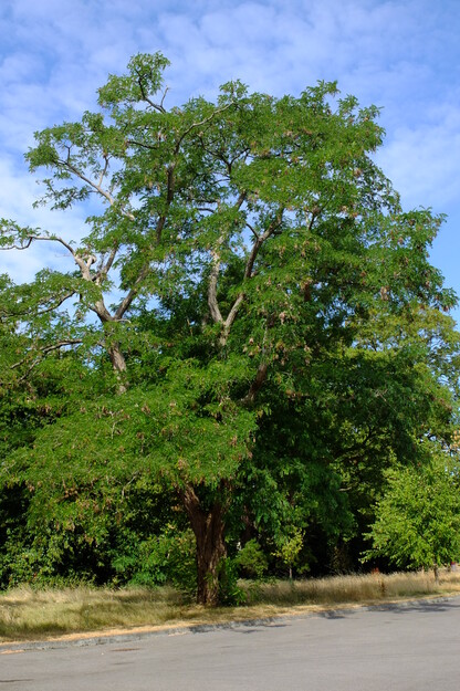 July tree photo