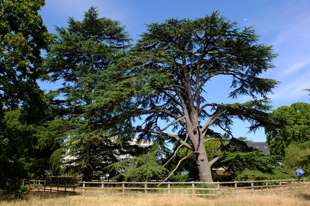 July tree photo