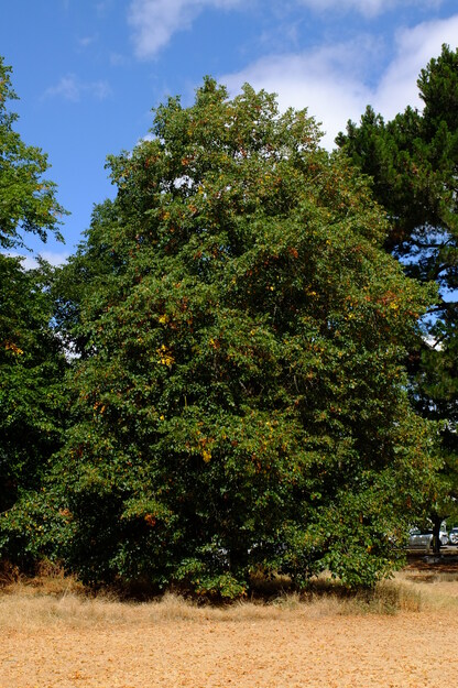 Shinfield Road tree photo
