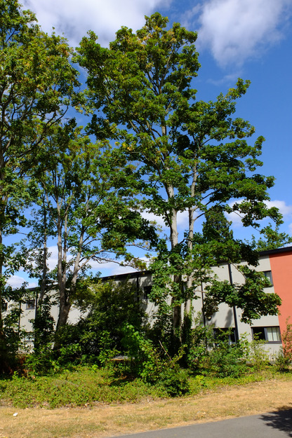 Chancellor's South tree photo