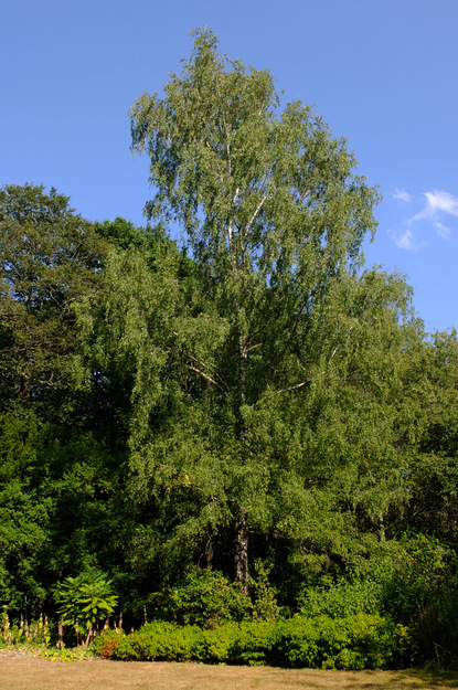 Photo of Betula pendula