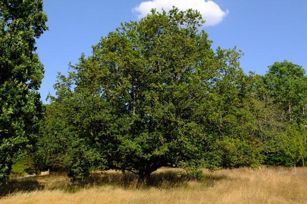 Photo of Quercus robur