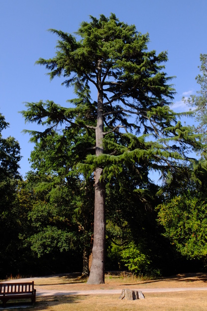 July tree photo
