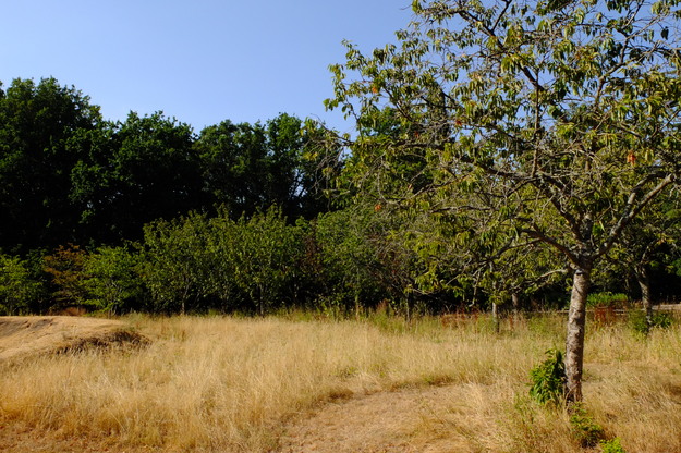 Photo of Prunus cultivar