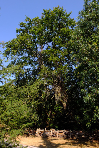 Harris Garden tree photo