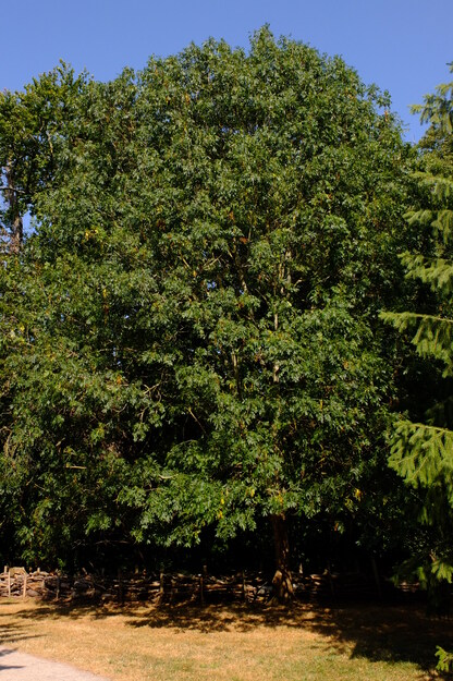 July tree photo