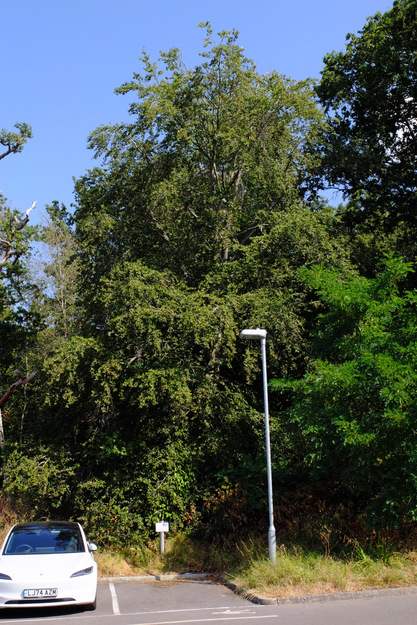 July tree photo