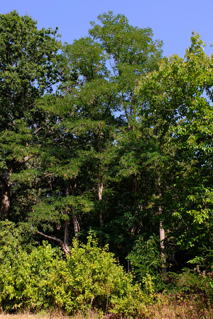 July tree photo