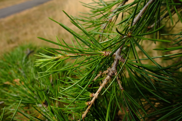 August close-up photo