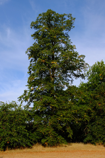 Shinfield Road tree photo