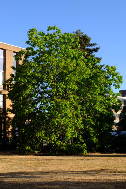 August tree photo