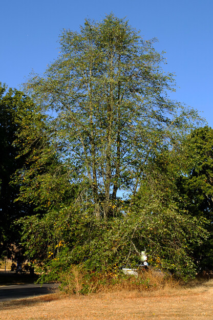 August tree photo