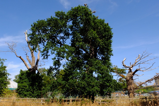 Sports courts tree photo