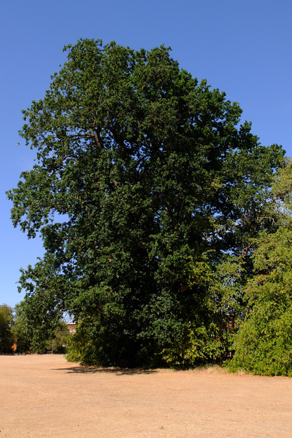Sports courts tree photo