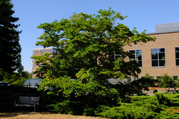 Photo of Magnolia kobus