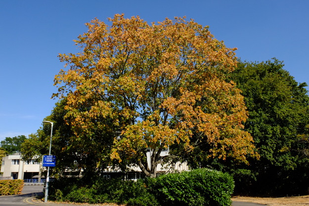August tree photo
