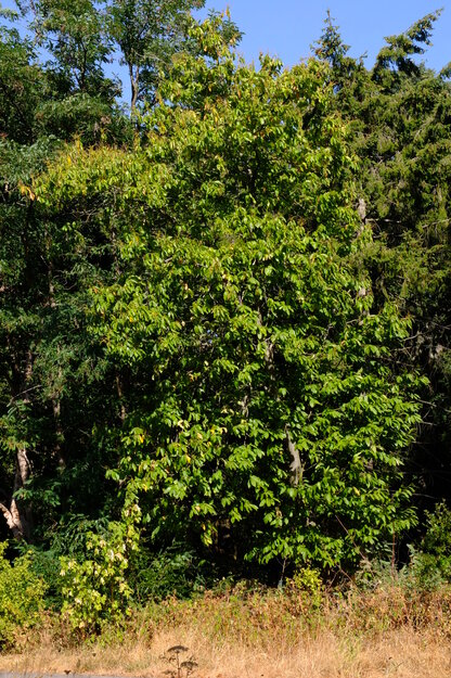 August tree photo