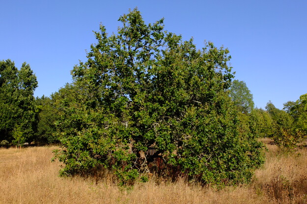 Harris Garden tree photo