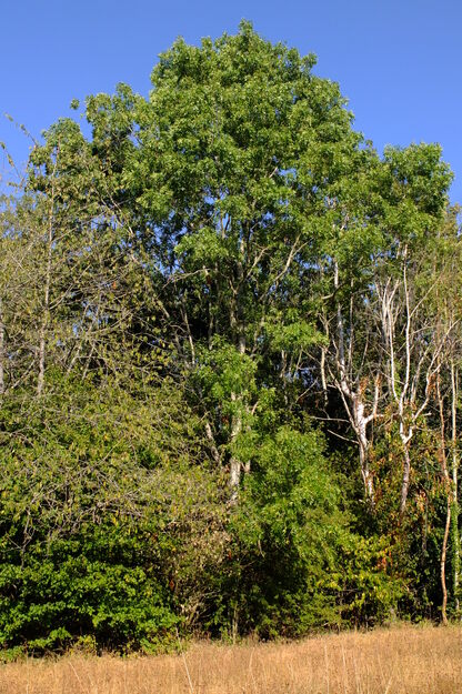 Harris Garden tree photo