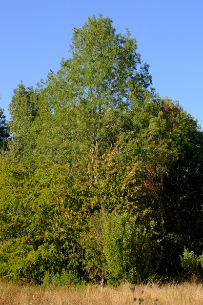 Harris Garden tree photo