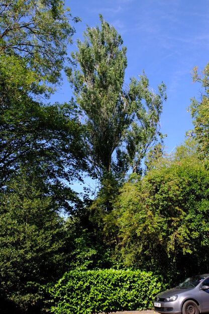 Agromet Way tree photo