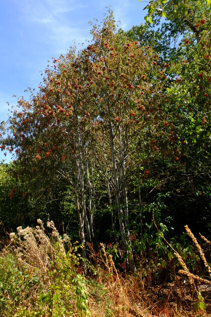 August tree photo