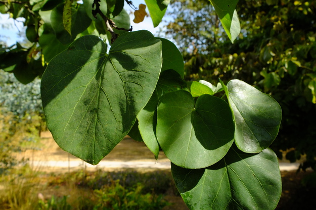 August close-up photo