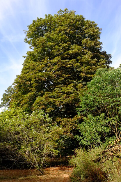 August tree photo