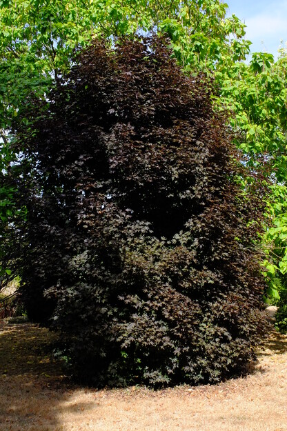 Photo of Acer platanoides cultivar