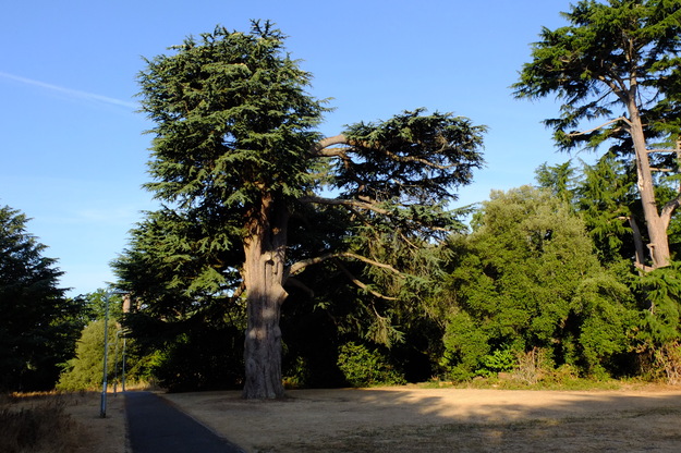 Wessex Way tree photo