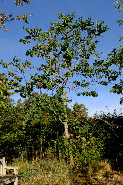 Harris Garden tree photo