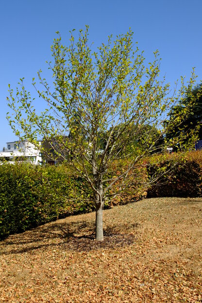 Whiteknights Quad tree photo