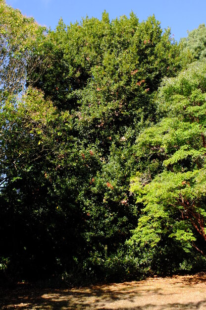August tree photo