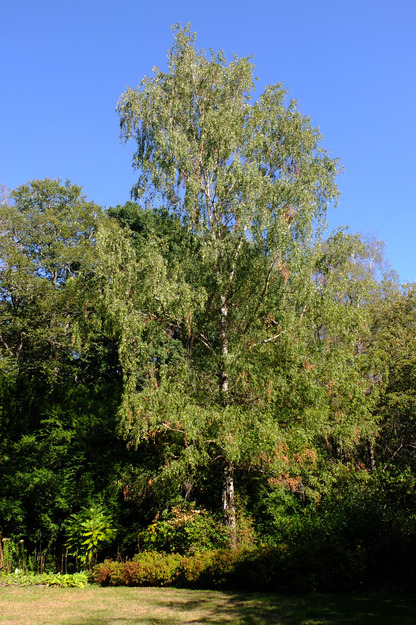September tree photo