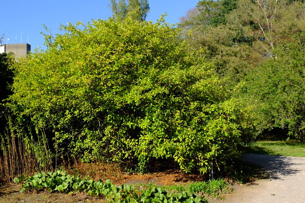 Harris Garden tree photo