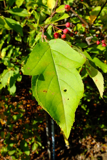 September close-up photo
