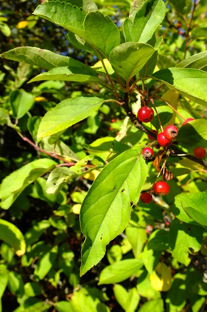 September close-up photo