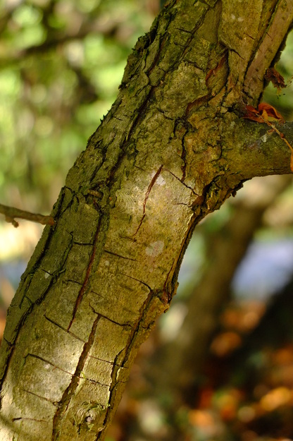 September close-up photo