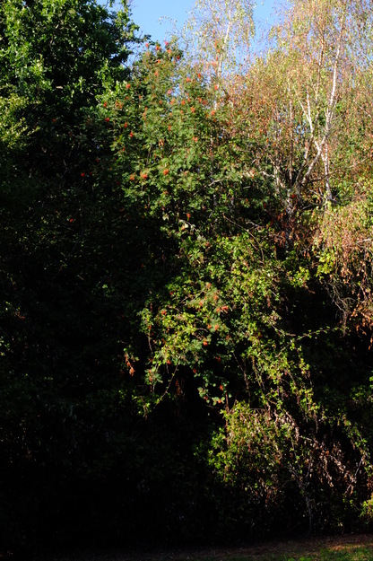 September tree photo
