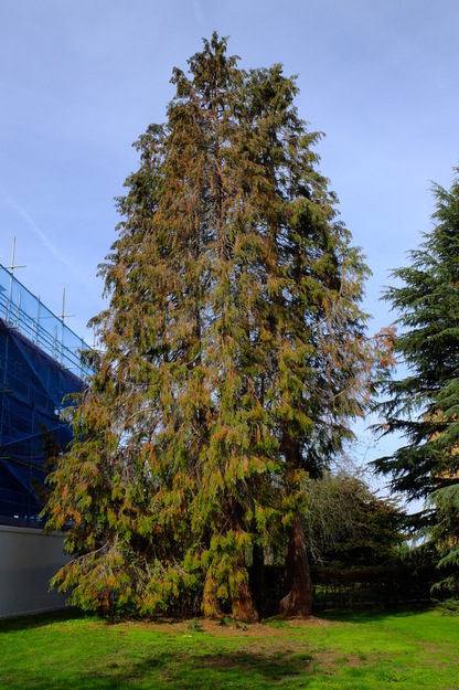 September tree photo