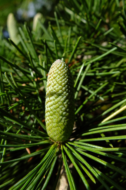 September close-up photo